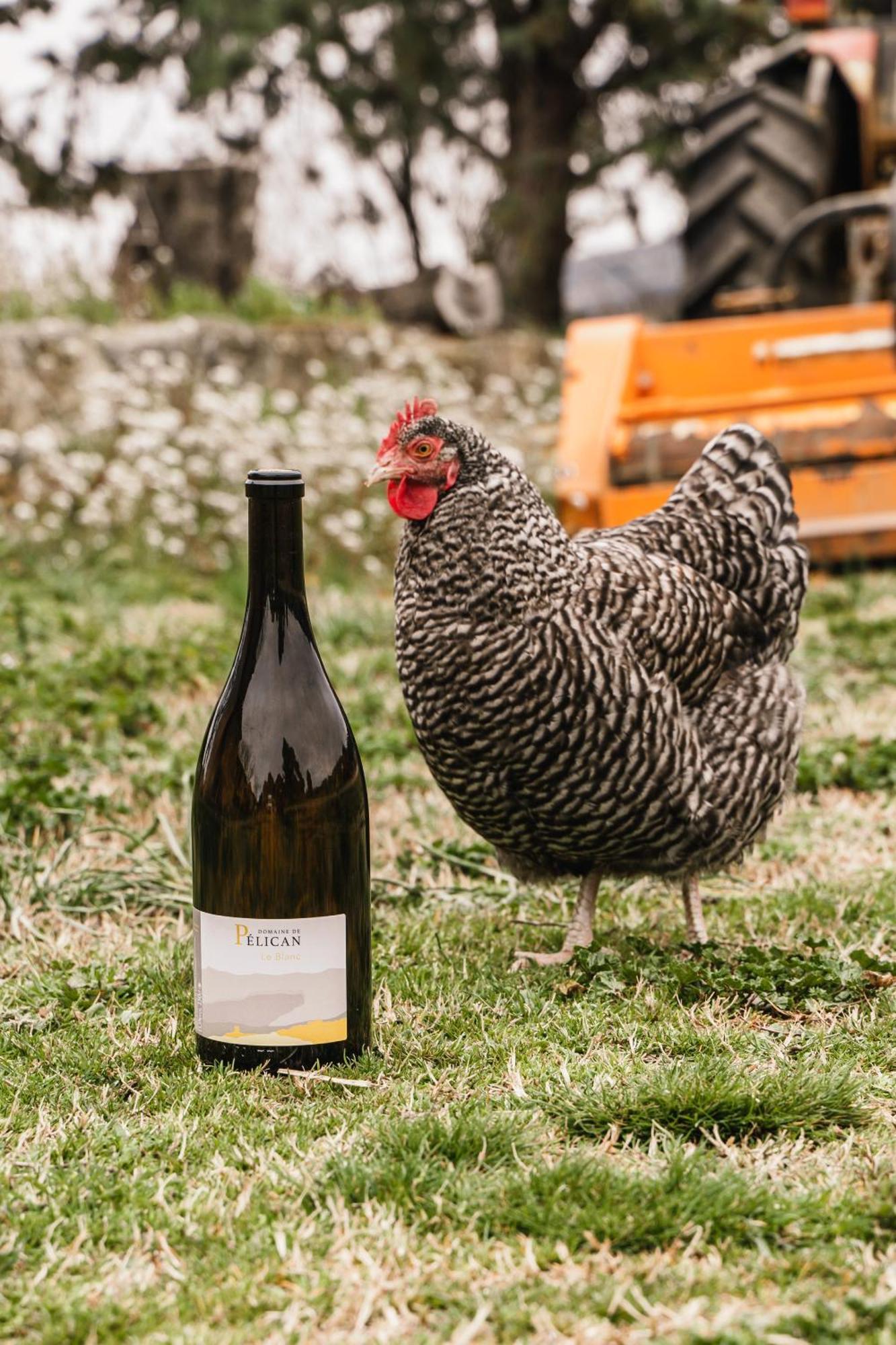 جيغناك Domaine De Pelican المظهر الخارجي الصورة